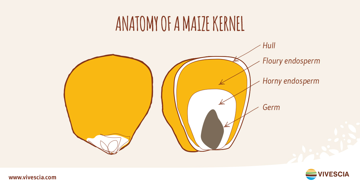 anatomie grain maïs