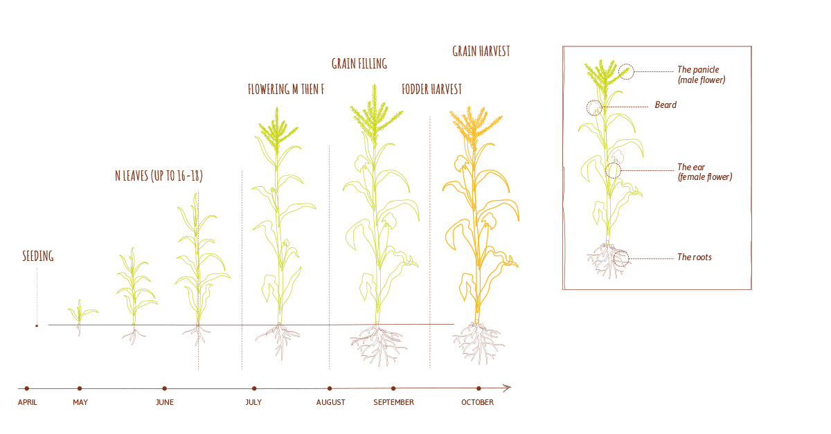 maize growth cycle