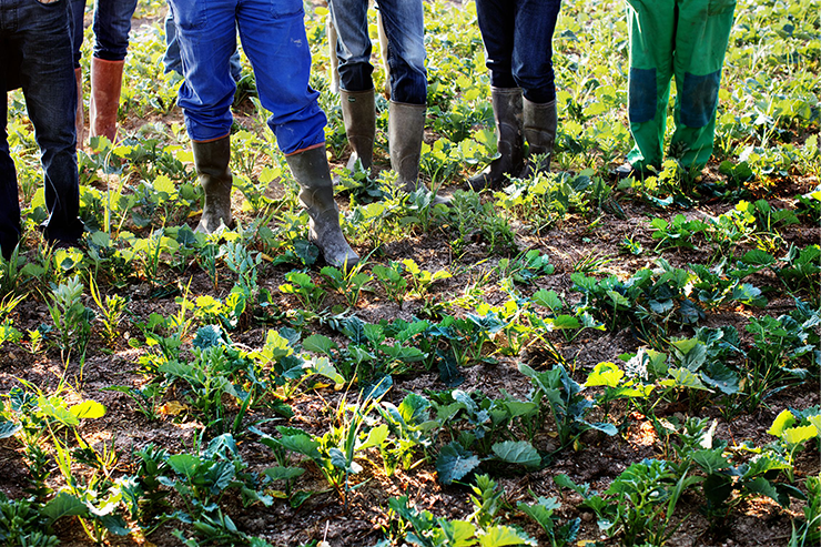 agriculture regenerative sols