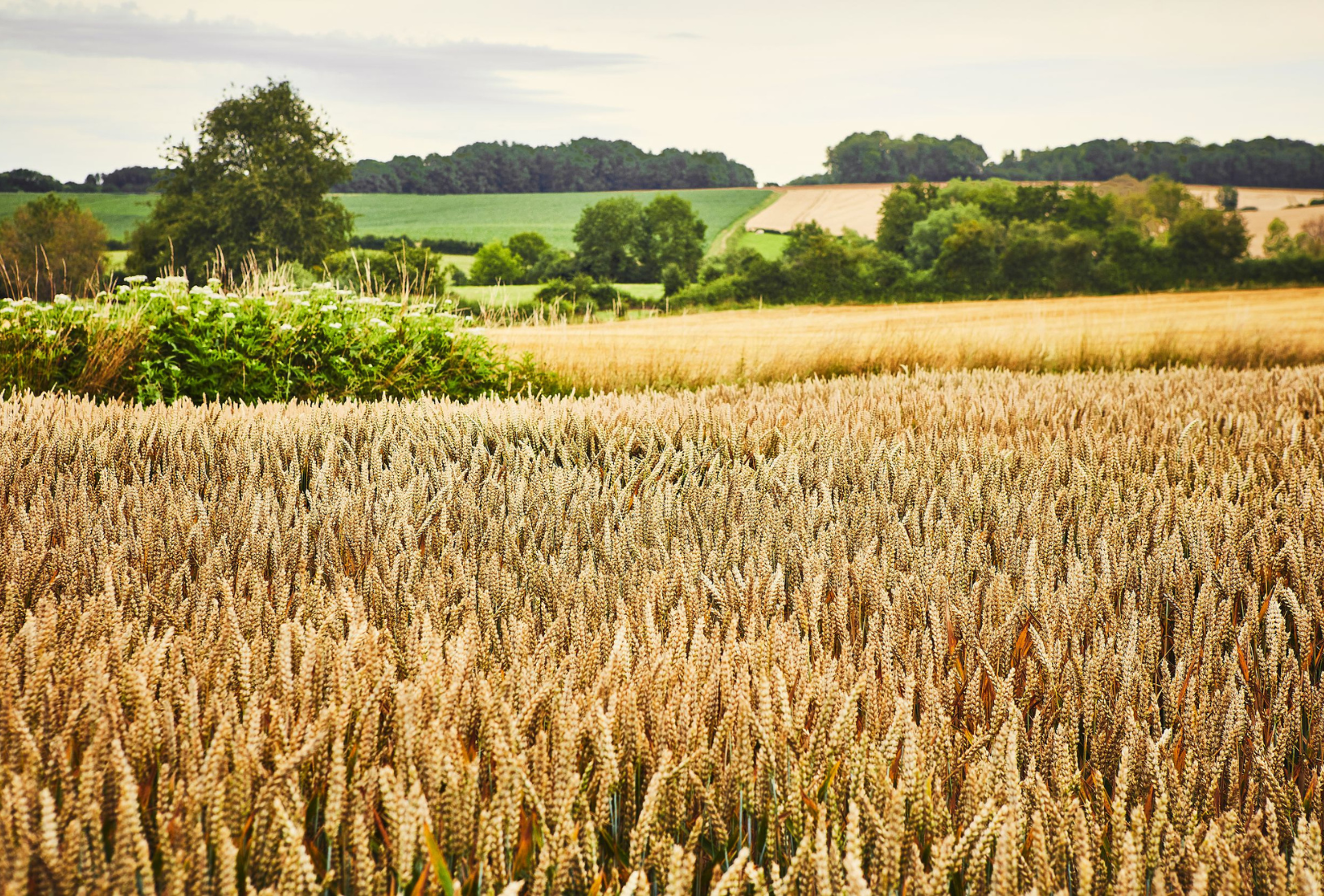 agriculture régénérative