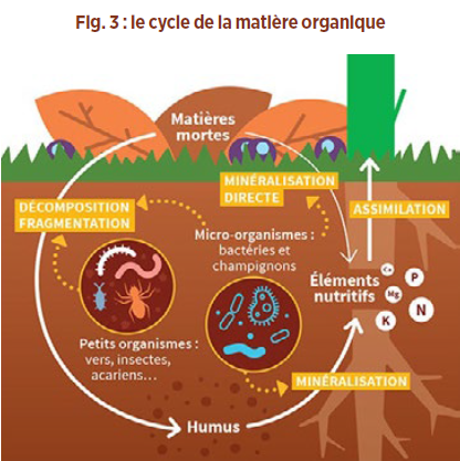 Le cycle de la matière organique