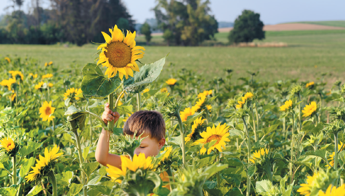 Champ de tournesol