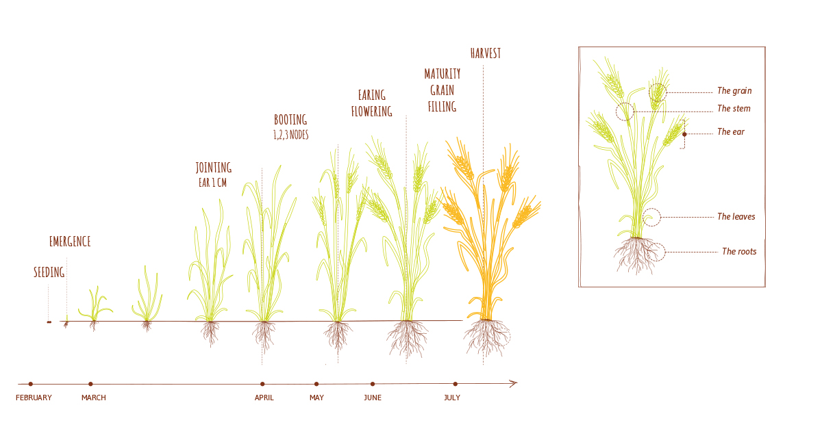 cycle orge printemps
